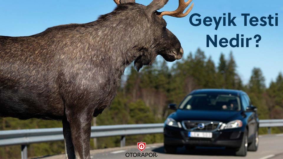 Geyik testi nedir
